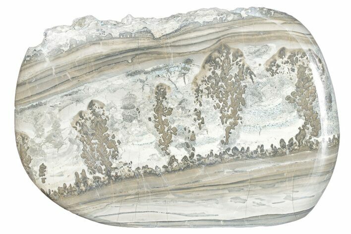 Triassic Aged Stromatolite Fossil - England #285836